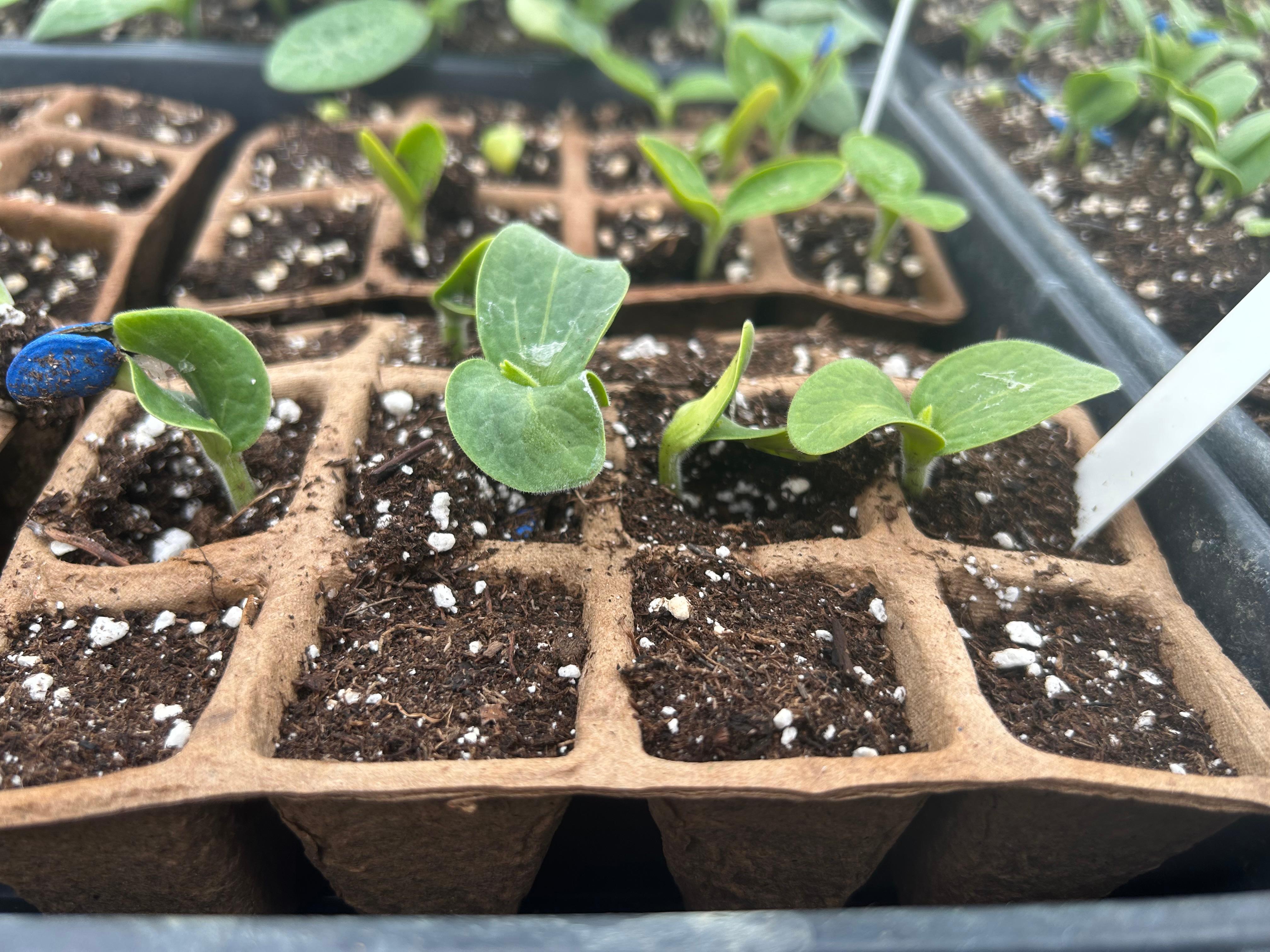 Green plants emerging from soil in biodegradable seedling trays.